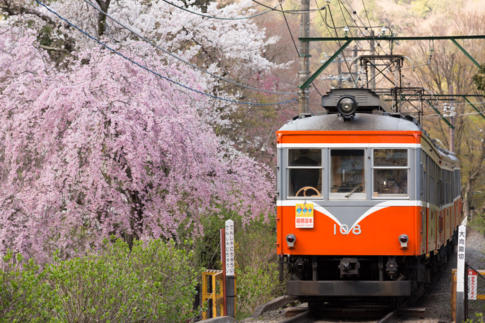 箱根登山铁道之春